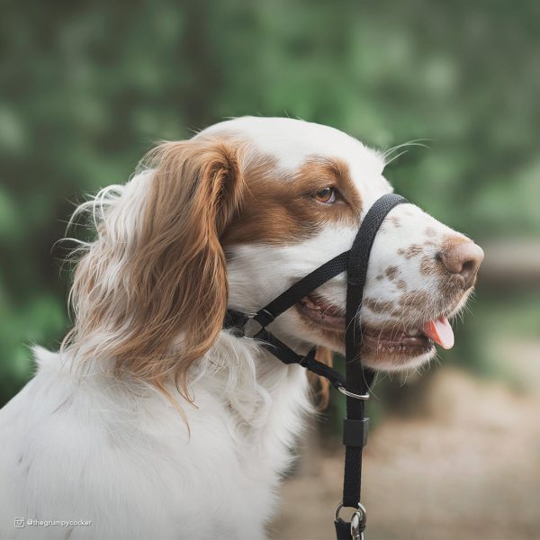 Walk  n Train! Dog Head Halter Fashion